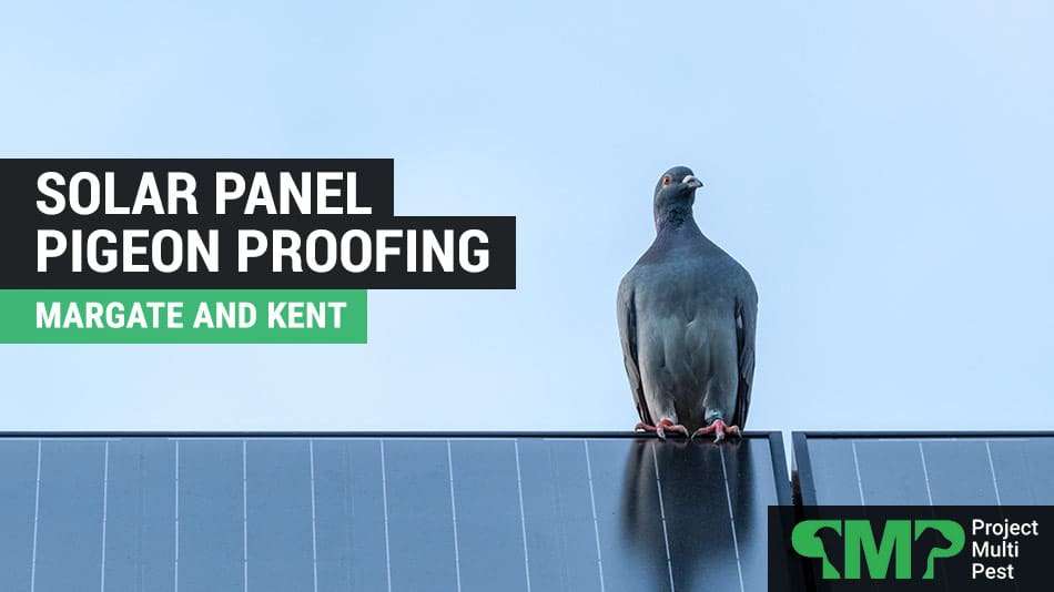 Solar Panel Pigeon Bird Proofing in Ramsgate Kent