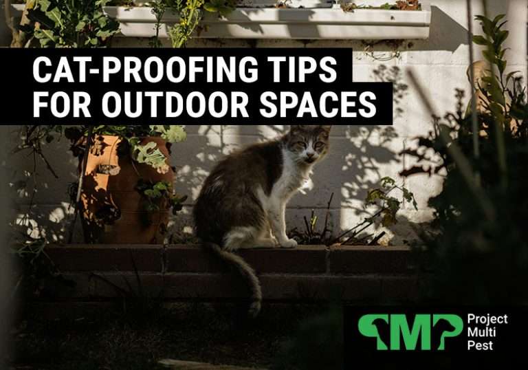 Cat-proofing tips for outdoor spaces